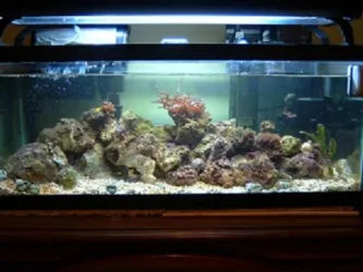 Reef_Aquarium_010.webp