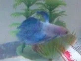 Siegfried_for_real.webp