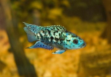 blue_jack.jpg