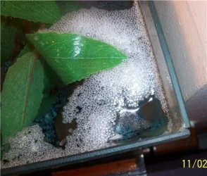 110206_white_pk_bubblenest.webp