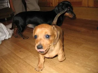 Pup_002.webp