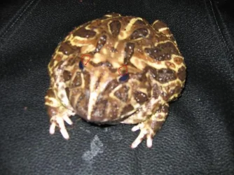 Horned_frog.webp