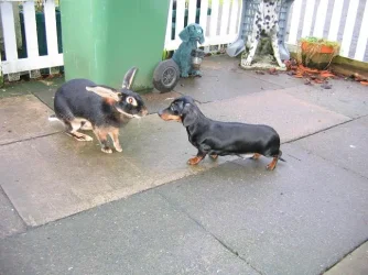 tia_and_bunny_002.webp