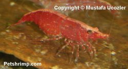 redcherryshrimp101705.jpg redcherryshrimp101705.jpg