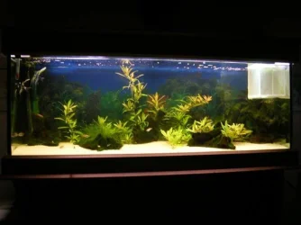Fish_tank_195_resized.webp