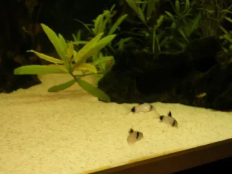 Fish_tank_100_resized.webp