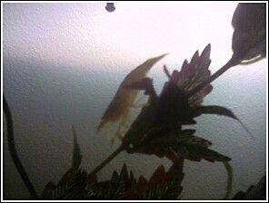 108950538629_290.jpg 108950538629_290.jpg