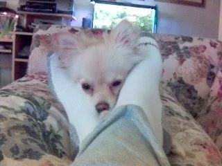Cici_at_my_feet_while_studying.webp Cici_at_my_feet_while_studying.webp