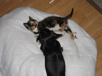 tia_and_Kitten_002.webp