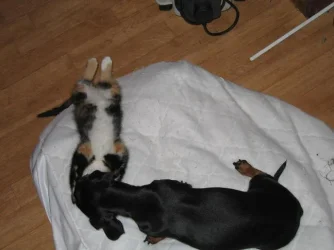 tia_and_Kitten_003.webp