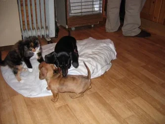 Pup_003.webp