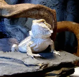 Beardie.webp