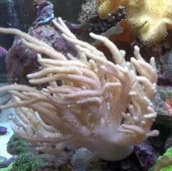 nano143a.webp