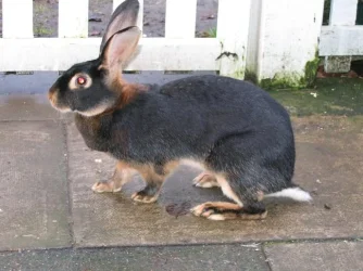 tia_and_bunny_001.webp