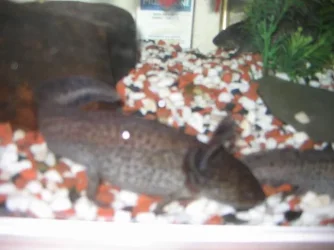 axies_001.webp