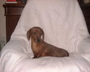 Poppy.webp
