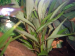 plant.JPG