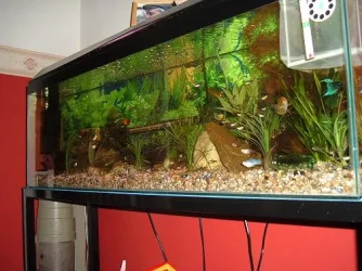 tank_flash.webp