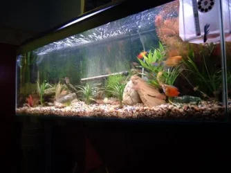 tank_noflash.webp