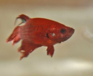 finn_copy.jpg finn_copy.jpg