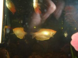 gold_gourami.JPG gold_gourami.JPG