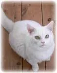 Pudding_20white_20thF.webp