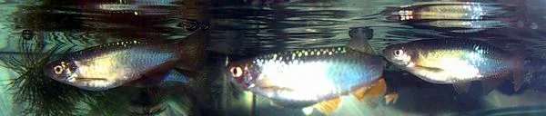 danios.webp
