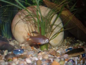 Rosy_Tetra.webp Rosy_Tetra.webp