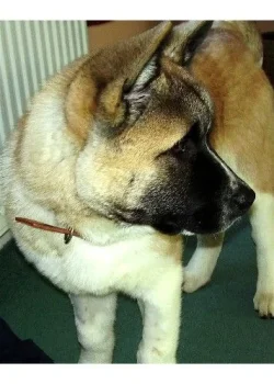 Kuma.webp