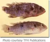tfh_fish_finrot.webp