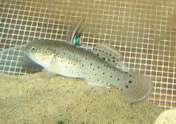 Knight_Goby.JPG Knight_Goby.JPG