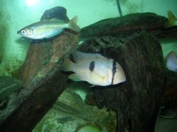 Bandit_Cichlid.JPG Bandit_Cichlid.JPG