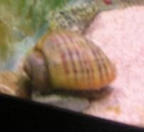 Snail.JPG Snail.JPG