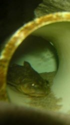 The_Catfish.JPG The_Catfish.JPG