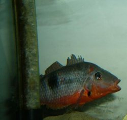 Firemouth.JPG Firemouth.JPG