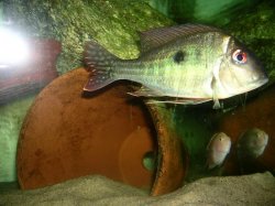 Geophagus.JPG Geophagus.JPG