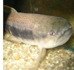 Rainbow_Wolf5.JPG Rainbow_Wolf5.JPG