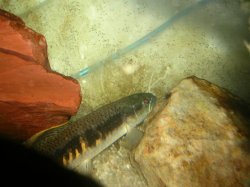 Rainbow_Wolf.JPG Rainbow_Wolf.JPG