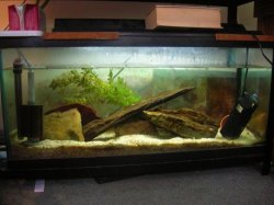 30_gal_tank.JPG 30_gal_tank.JPG