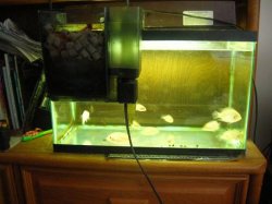 10_gal.JPG 10_gal.JPG