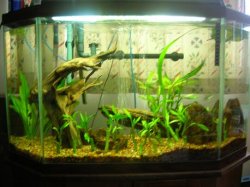 33_gal.JPG 33_gal.JPG