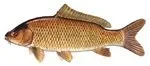 commoncarpsmall.webp