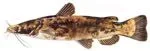 flatheadcatfishsmall.webp