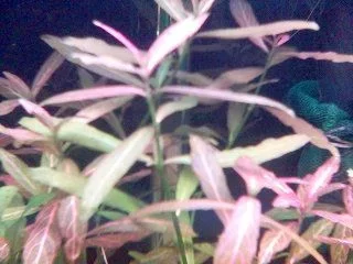Polysperma_for_thread.webp