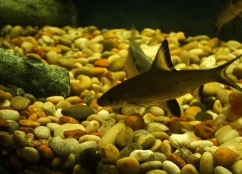 fish0206_073.webp