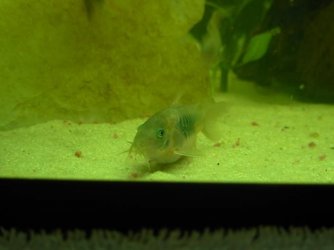 DSCN1165.2.JPG