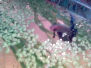 Duckweed.webp