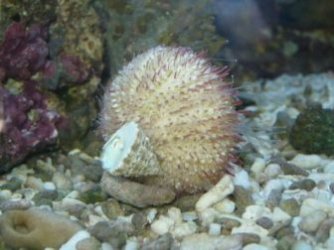 urchin3.jpg urchin3.jpg