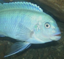 DSCN0467776a.JPG DSCN0467776a.JPG