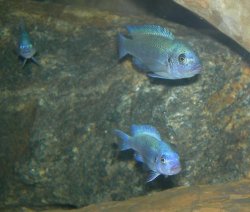 DSCN0450a.JPG DSCN0450a.JPG